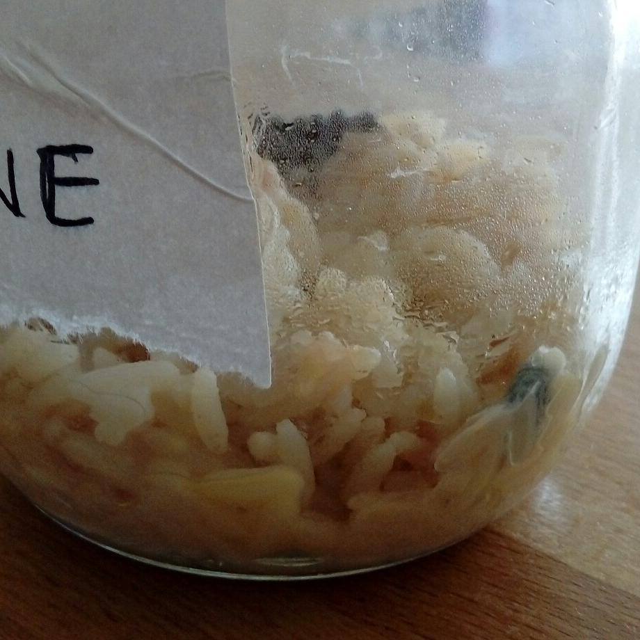 Stephanie Grosieux, thérapeute holistique, sophrologue, naturopathe, massages, reiki, sur Montpellier et alentours. En cabinet, à domicile sur Montpellier et alentours et à distance par Skype. masaru emoto memoire de l'eau experience du riz