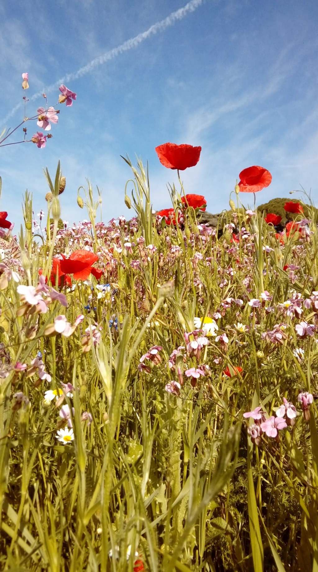 Stéphanie Grosieux thérapeuthe holistique à Laroque à côté de Montpellier dans l'Hérault